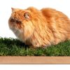 Kitty Lawn Real Grass Cat Window Perch 24x9 Inch California-2